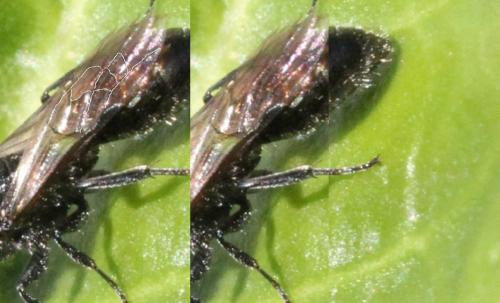 Réf. 365 292 : Pemphredon sp. Réf. 365 292 : Pemphredon sp.